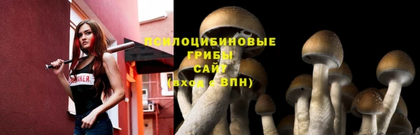 шишки Аркадак